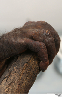 Chimpanzee Bonobo hand 0003.jpg